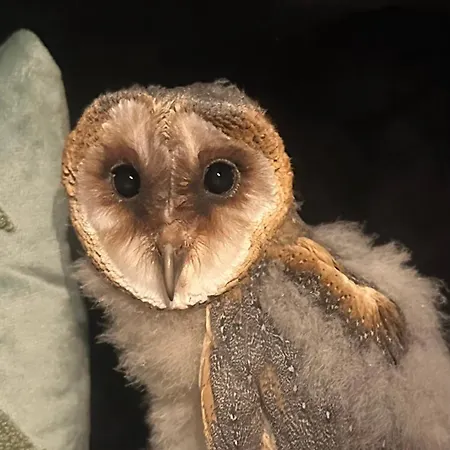 Przystanek Podgorze 게스트하우스 두슈니키 즈드로지