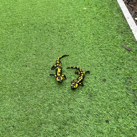 Przystanek Podgorze 게스트하우스 두슈니키 즈드로지