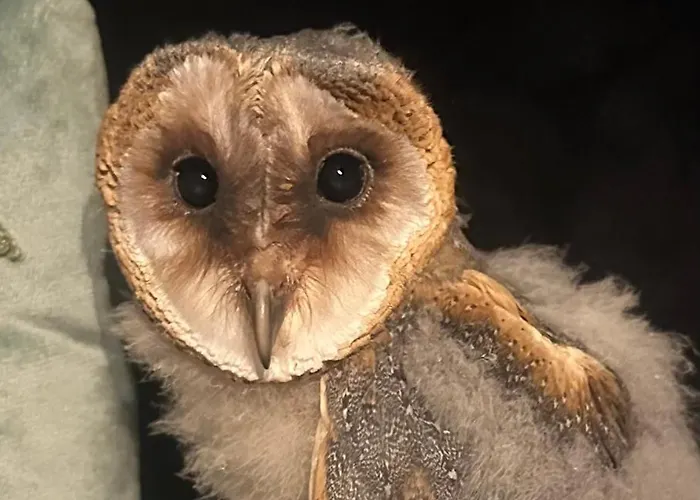 Przystanek Podgórze Pensjonat Duszniki Zdrój