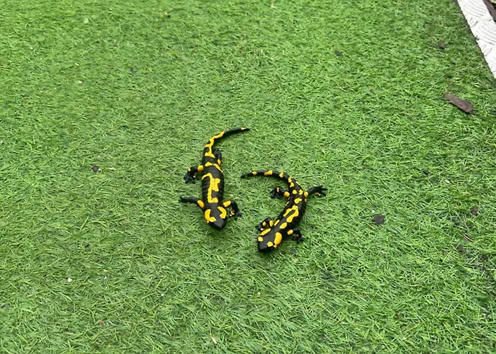 Przystanek Podgórze Pensjonat Duszniki Zdrój