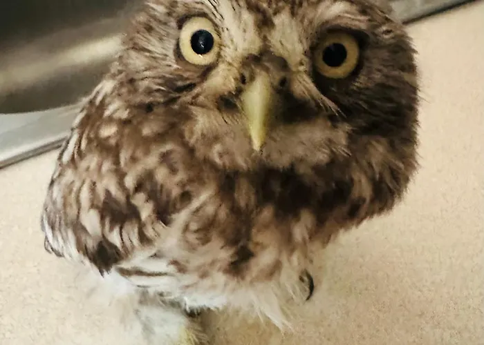 Przystanek Podgórze Pensjonat