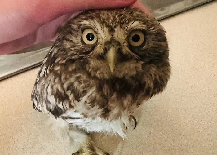 Przystanek Podgórze Pensjonat