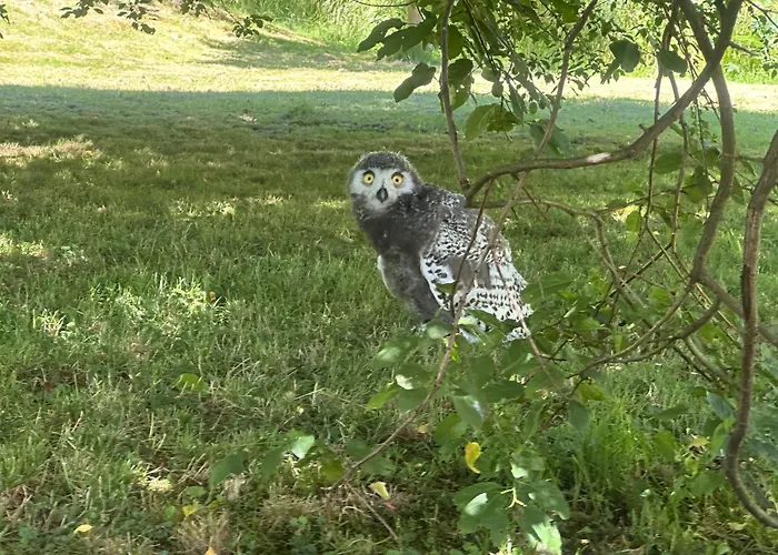 Przystanek Podgorze Гостевой дом Душники-Здруй